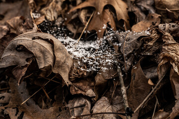 Small Flakes Of Snow Suspended In Spider Web