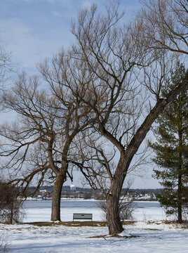 large old trees and park bench in winter
overlooking Little Lake Peterborough