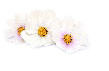 Delicate flowers on a white background