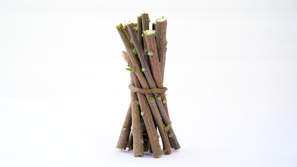 Medicinal neem twigs. Herbal neem leaves and branch over white background. Azadirachta indica - A branch of neem tree leaves. Natural Medicine.