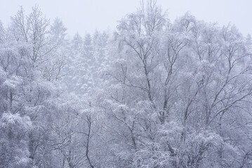 Stunning simple landscape image of snow covered trees during Winter snow fall on shores of Loch Lomond in Scotland