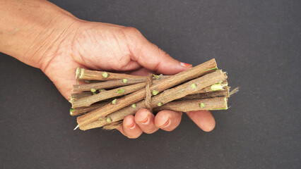 Medicinal neem twigs. Herbal neem leaves and branch over white background. Azadirachta indica - A branch of neem tree leaves. Natural Medicine.