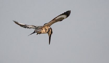 Pied Kingfisher