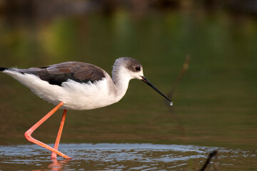 Black-winged stilt