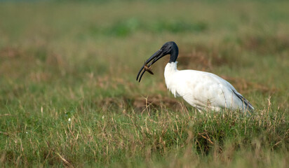 Obraz na płótnie Canvas Black-headed ibis
