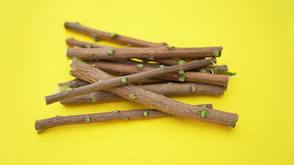 Medicinal neem twigs. Herbal neem leaves and branch over white background. Azadirachta indica - A branch of neem tree leaves. Natural Medicine.