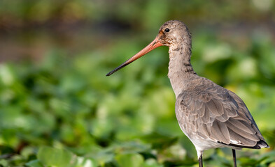 Black-tailed Godwit