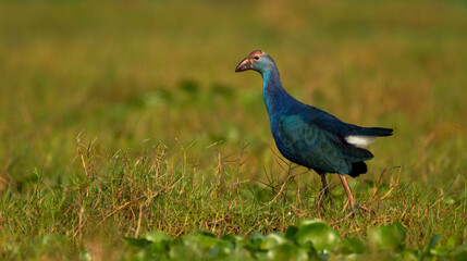 Grey-headed swamphen