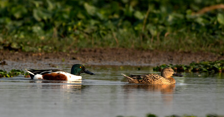 Pair of northern shoveler