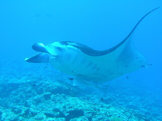 Maldives