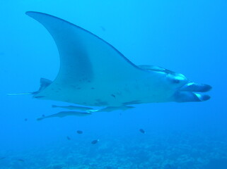 Maldives