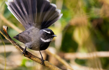 Hence the name fantail