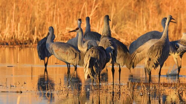 Sandhill Cranes wading through water at sunrise.