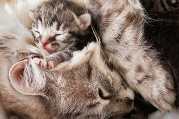 Cute cat and newborn kittens