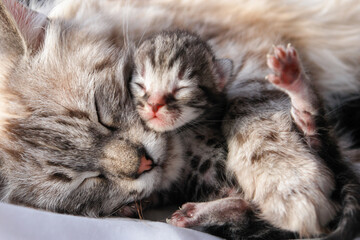 Naklejka na ściany i meble Cute cat and newborn kittens