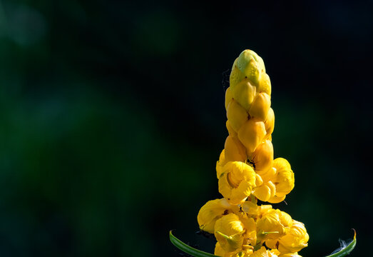 Cassia Inflorescence