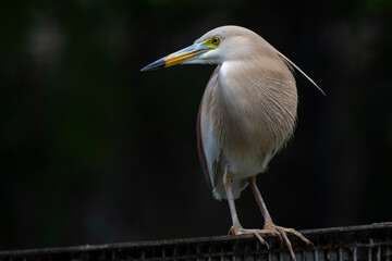 heron
