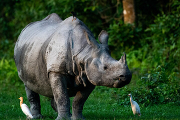 Obraz premium rhino in the wild