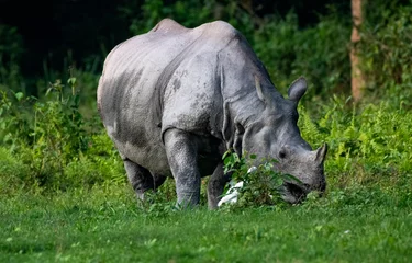 Foto op Plexiglas rhino in the wild © Supriyo