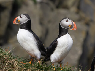 Atlantic puffin colonies on the cliffs along the famous Reynisfjara Black Sand Beach and Dyrhólaey in Southern Iceland