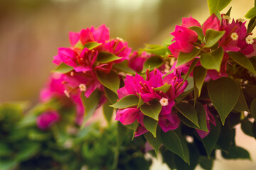 Beautiful magenta flowers of Bougainvillea spectabilis. Close-up view of Bougainvillea tree in bloom