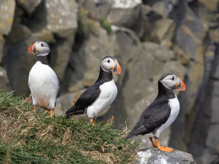 A charmin trio of Atlantic puffins on the cliffs along the famous Reynisfjara Black Sand Beach and Dyrhólaey in Southern Iceland