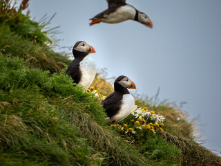 Atlantic puffin colonies on the cliffs along the famous Reynisfjara Black Sand Beach and Dyrhólaey in Southern Iceland