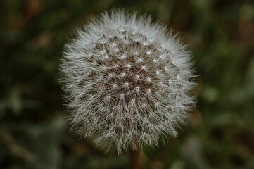 Closeup of a common dandelion in the wild with on a blurry background