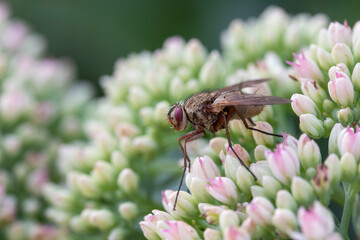 Long-legged fly on Hylotelephium 'Herbstfreude' (Pink Sedum)