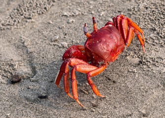 red crab on the beach