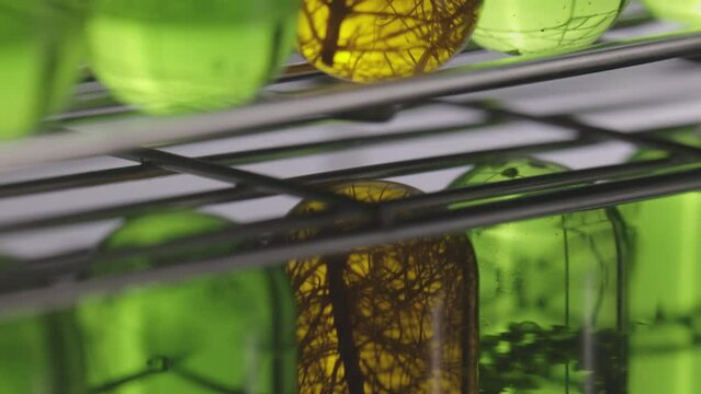 Scientists are researching algae energy for reliable biofuel source.