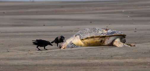 Olive ridley  sea turtle