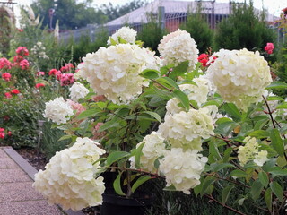 Bellissima ortensia hydrangea paniculata con grandi fiori bianchi.