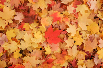 maple leaves autumn foliage background