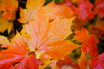 Naklejka na ściany i meble maple leaves autumn foliage background
