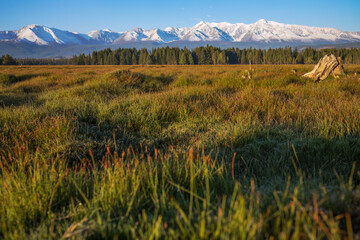 Fototapeta premium Autumn morning landscape with mountain range and plain. An old stump in the rays of the golden sun on the green grass.