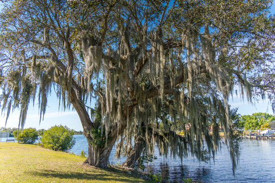 Large Oak Tree with Moss
