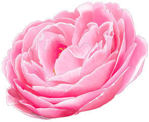 Close up painting watercolor of Pink rose. Botanic  flora digital illustration art for graphic design decorations.