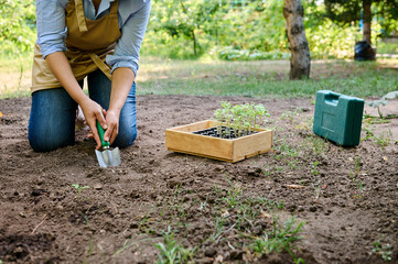 Close-up of female farmer agronomist digging loose soil, making a hole for planting seedlings in...