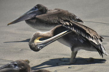 Brown pelicans prowl the shore of the beach in search of food on the boardwalk in Puerto Vallarta....