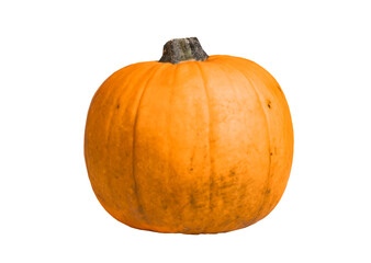 Pumpkin isolated on white background. Halloween party, autumn season, harvest concept.