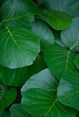 exotic close-up tropical botanical  background fresh green round leaves plant foliage.concept for wallpaper,backdrop,natural leaf design.