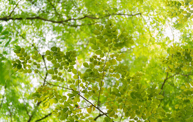 sunlight at morning air fresh purify bright green leaves tree and branch with blur bokeh background.concept for health,ecology or environment design.