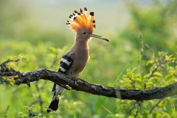 Eurasian hoopoe, upupa epops, sitting on a branch with a worm in beak in summer forest among green leaves. Orange bird with open crest resting on twig backlit by evening sun.