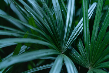 Naklejka na ściany i meble exotic fresh dark green soft light and shadow palm leaves foliage plant background.concept for summertime,tropical forest travel,botanical design.