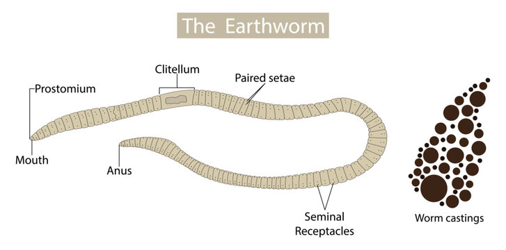 illustration of biology and animal, anatomy of earthworms, Earthworm structure, Form and function, the basic shape of the earthworm is a cylindrical tube