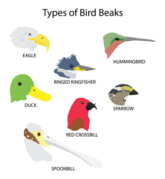 illustration of biology and animals, Types of bird beaks, Beaks of Specialist Birds, Birds Eating Flying Insects, beak is used for eating, preening, manipulating objects, killing prey, fighting
