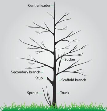 illustration of biology and plant kingdom, Parts of a tree, Anatomy of a Deciduous Tree, The above ground part of a tree consists of the trunk, scaffold branches and lateral branches