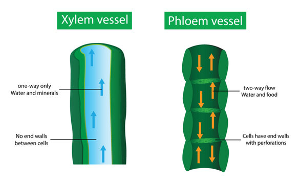 illustration of biology, Xylem vessel and Phloem vessel, Transport in plants, Xylem moves water from roots to the leaves, and phloem moves food from the leaves to the rest of the plant 