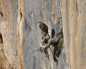 Griffon Vulture in the Gorge of Verdon, France